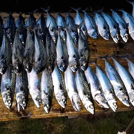 10 Person In Kaldfarnes 度假居 Sifjord