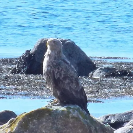 度假居 10 Person In Kaldfarnes Sifjord
